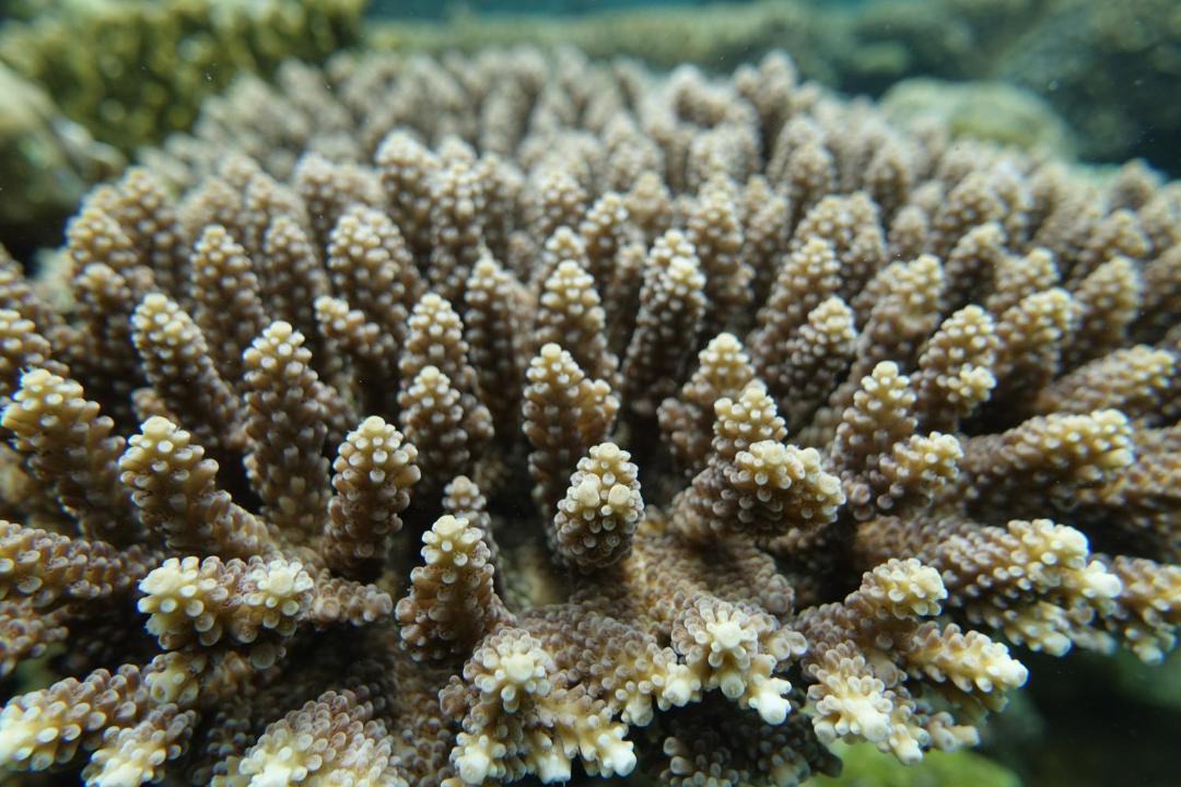 Photo of Others in Manyaifun