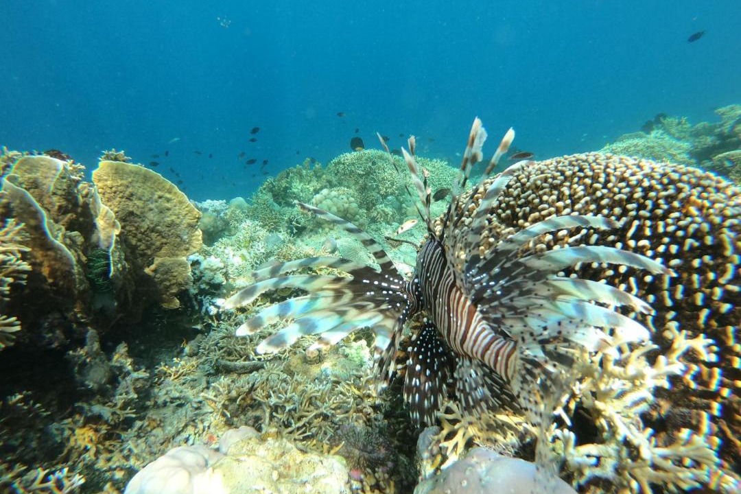 Photo of Others in Komodo