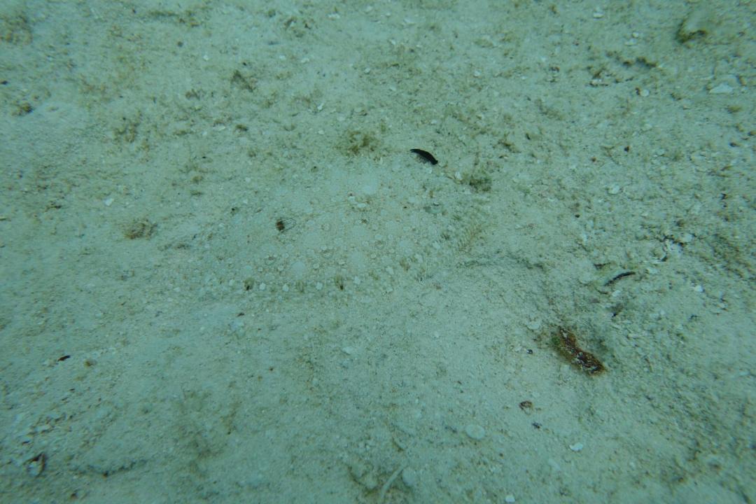Photo of Others in Raja Ampat