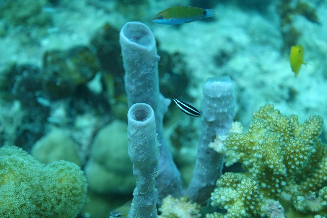 Photo of Others in Raja Ampat