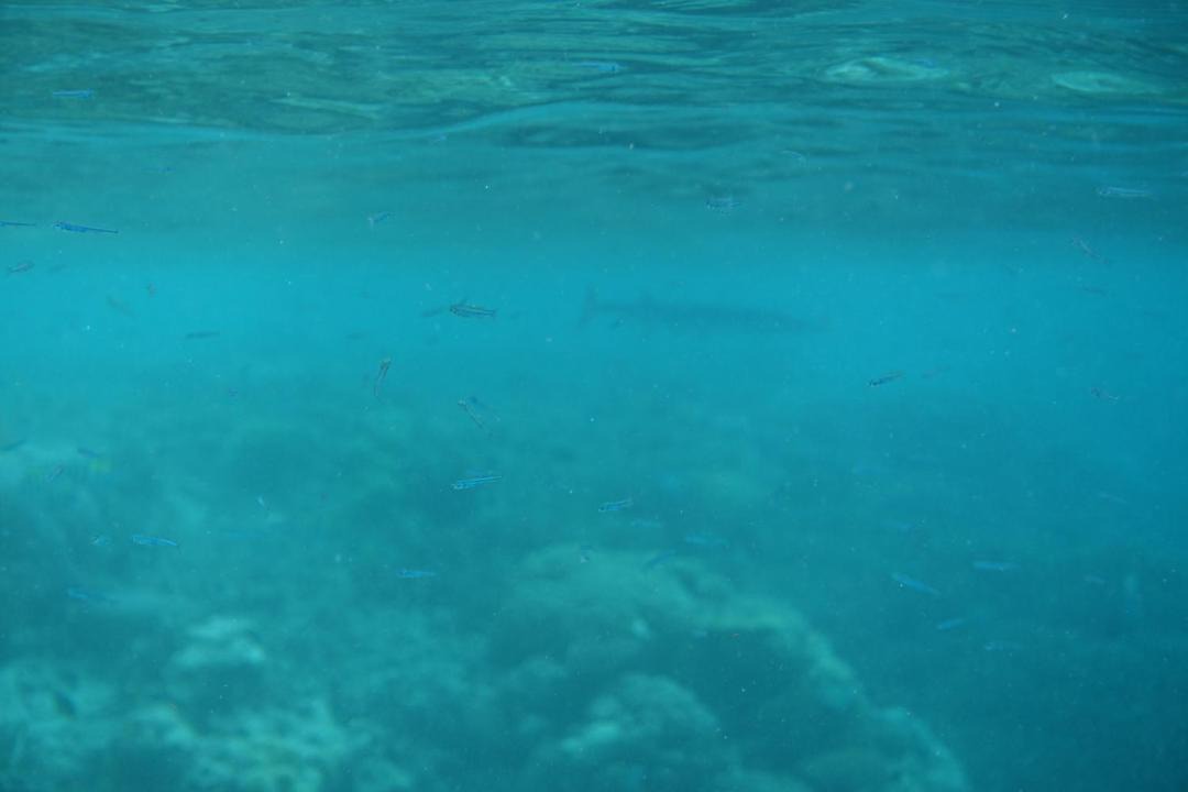 Photo of Others in Raja Ampat