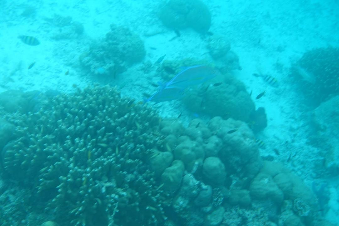 Photo of Others in Raja Ampat