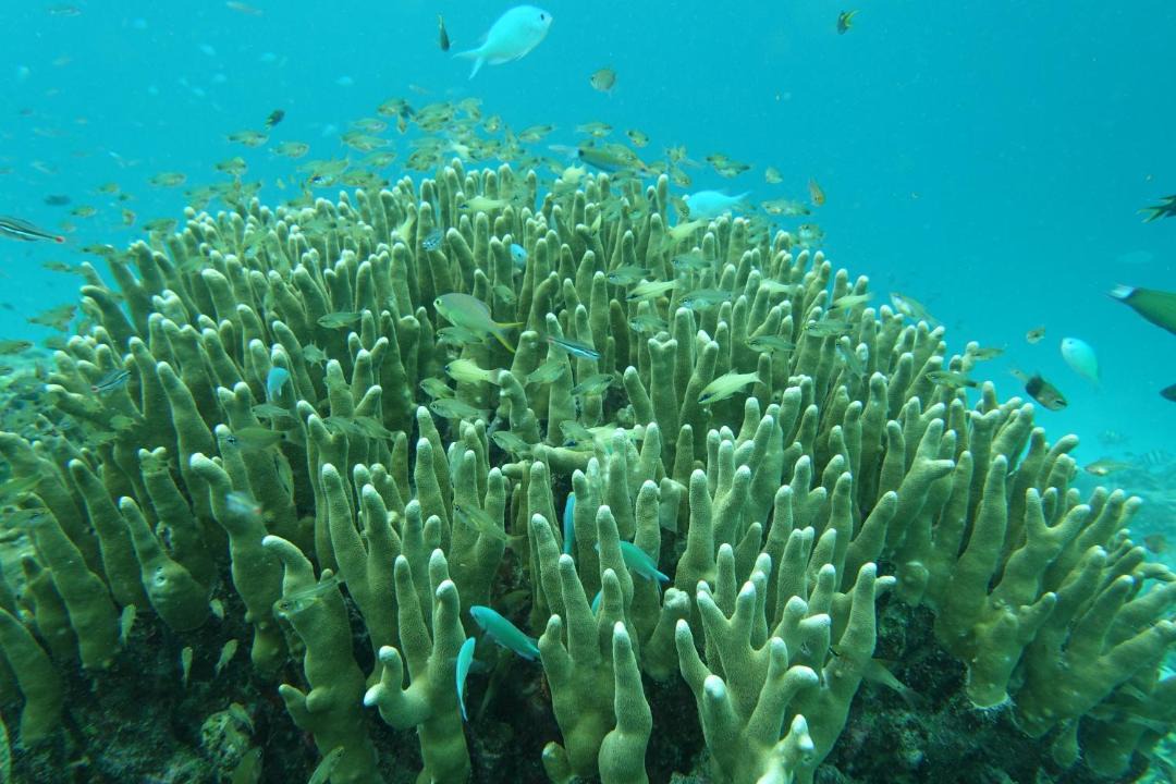 Photo of Others in Raja Ampat
