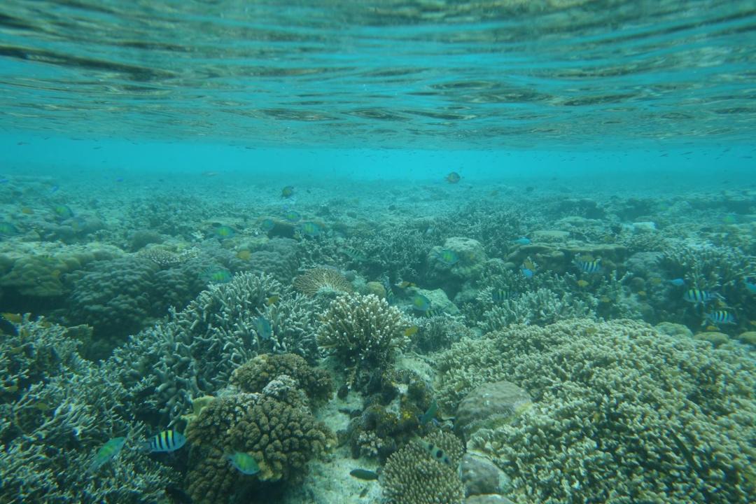 Photo of Others in Raja Ampat