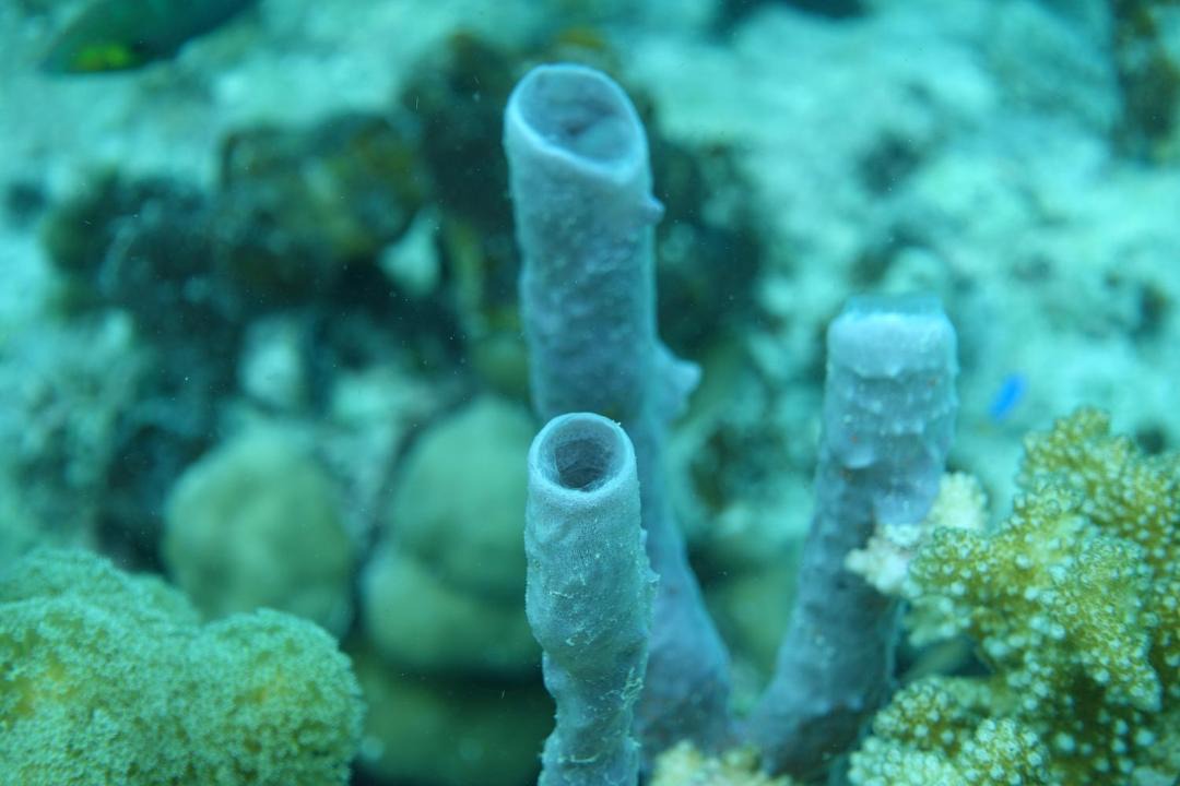 Photo of Others in Raja Ampat