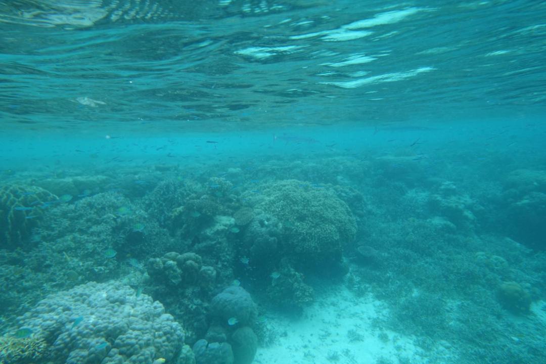 Photo of Others in Raja Ampat
