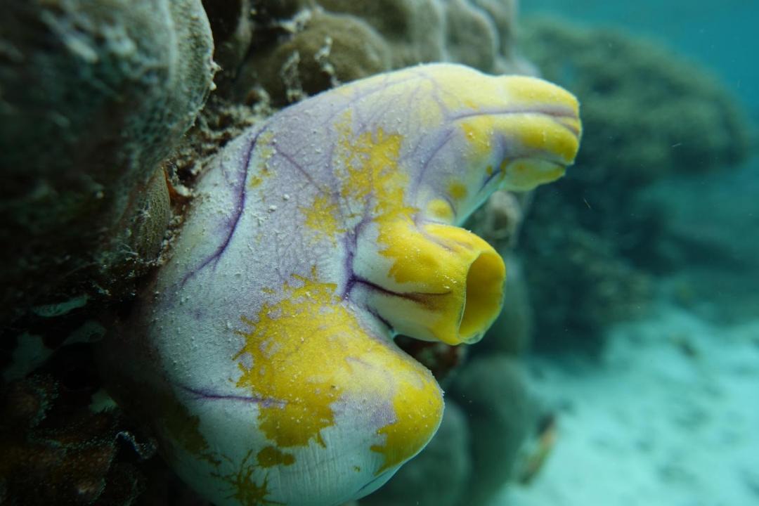 Photo of Others in Raja Ampat