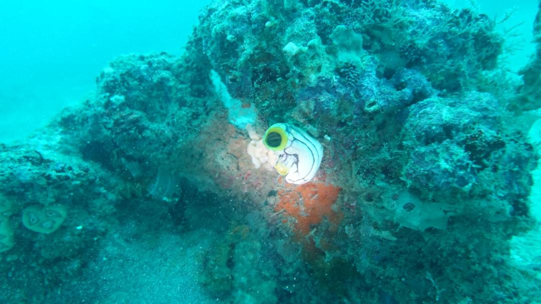 Photo of Others in Raja Ampat