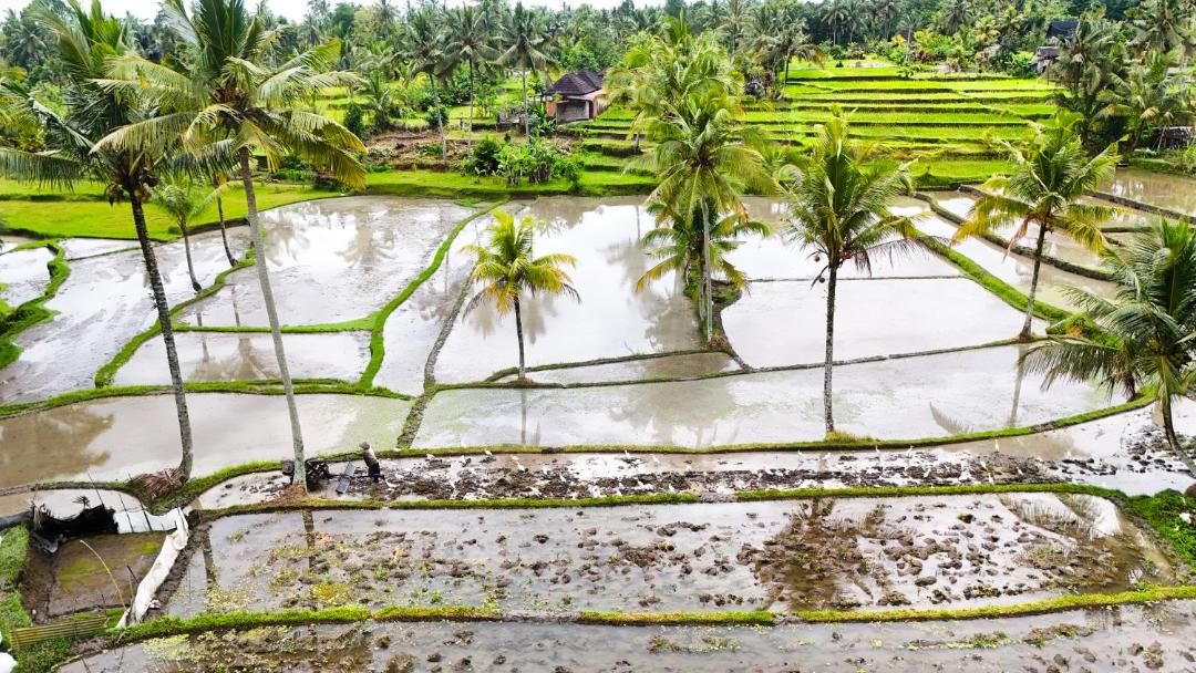 Photo of Others in Tampaksiring