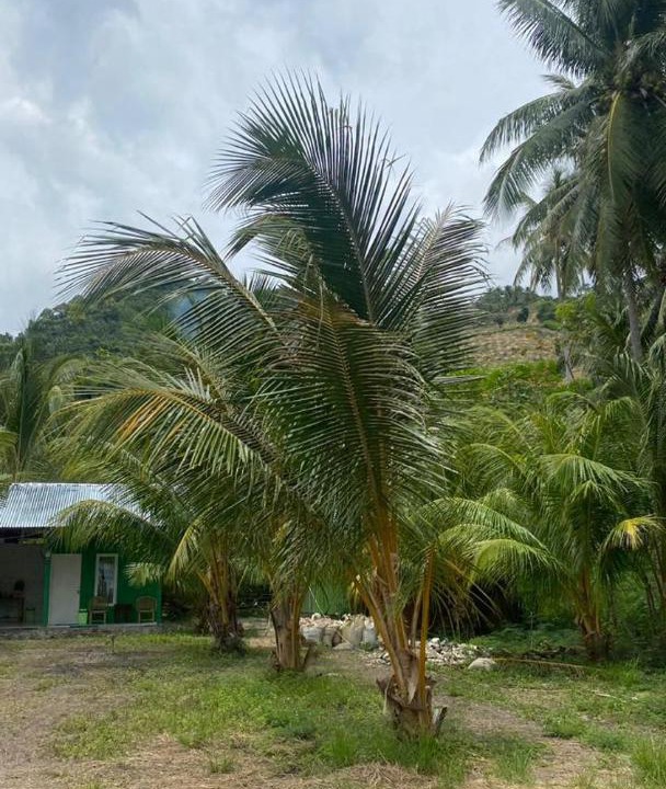 Photo of Others in Sulawesi