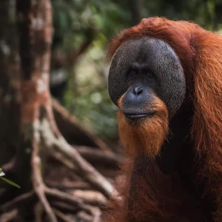 Photo of Human In Picture in Bukit Lawang