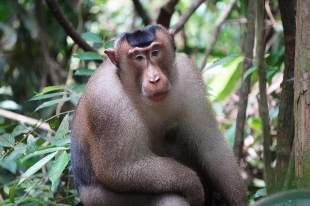 Photo of Others in Bukit Lawang