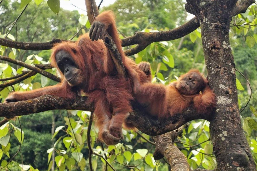Photo of Others in Bukit Lawang