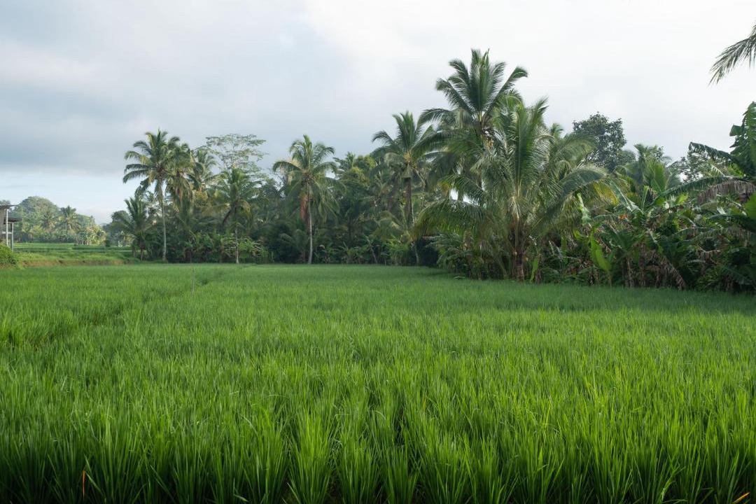 Photo of Others in Sebatu