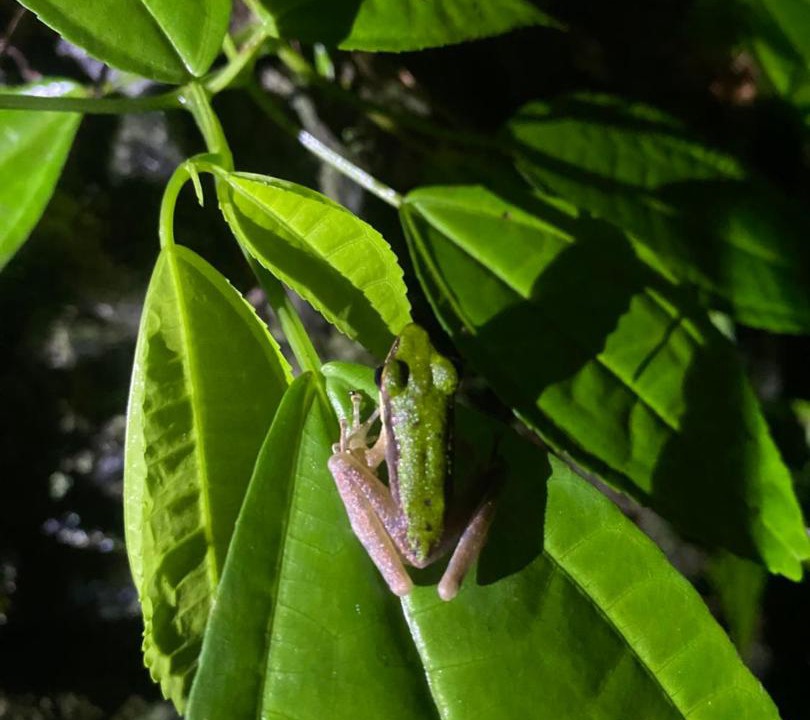 Photo of Others in Bohorok