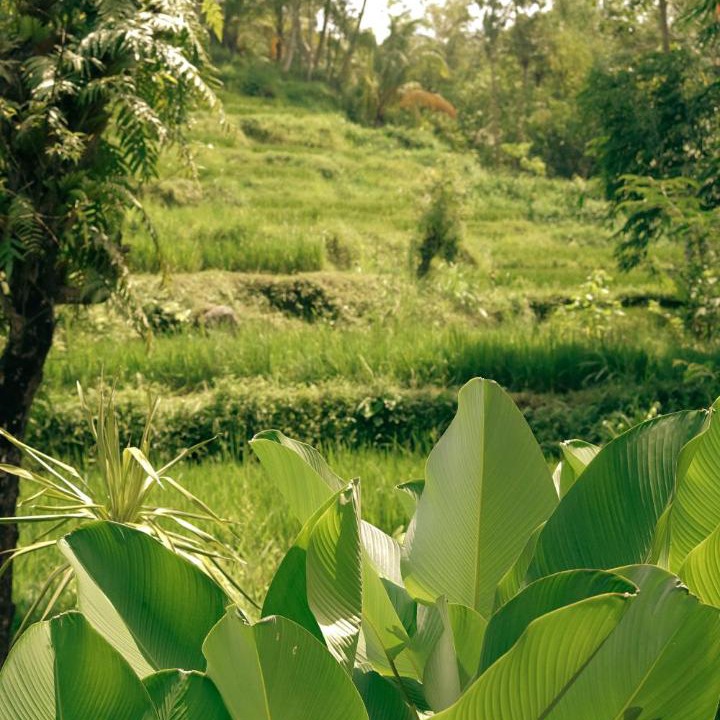 Photo of Others in Tetebatu