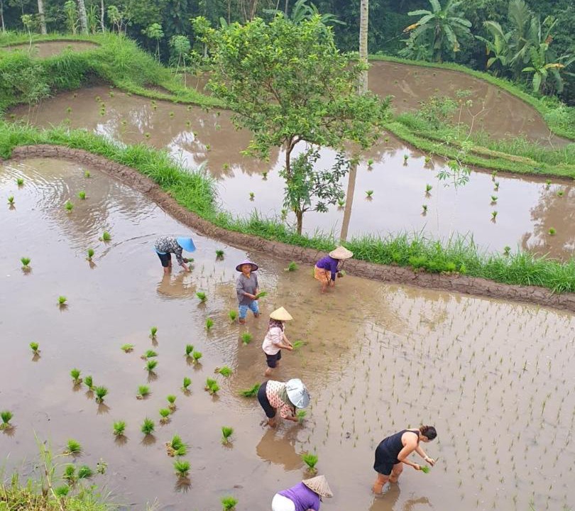 Photo of Others in Tetebatu