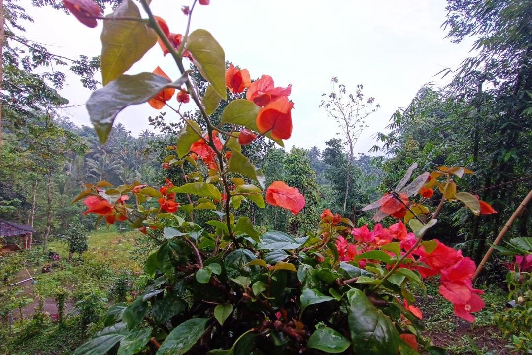 Photo of Others in Tetebatu