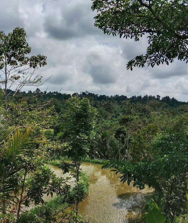 Photo of Others in Tetebatu