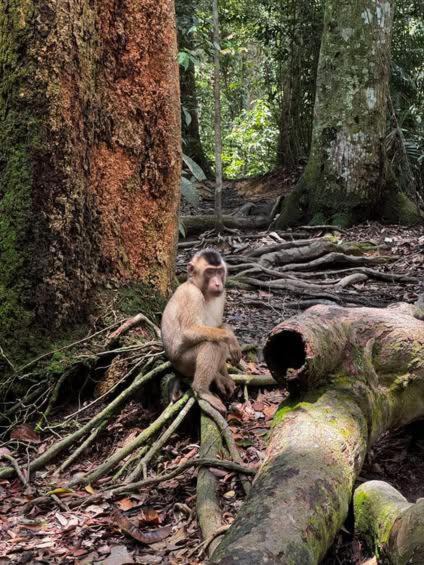 Photo of Others in Bukit Lawang