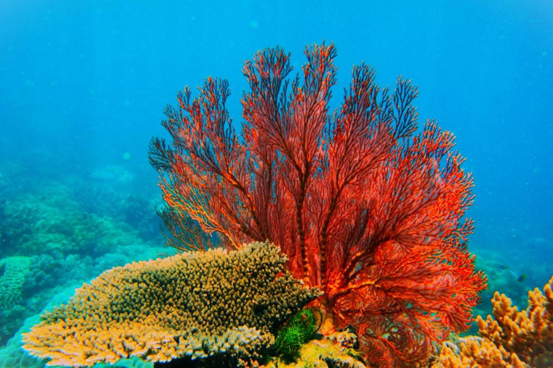 Photo of Others in Pulau Fam