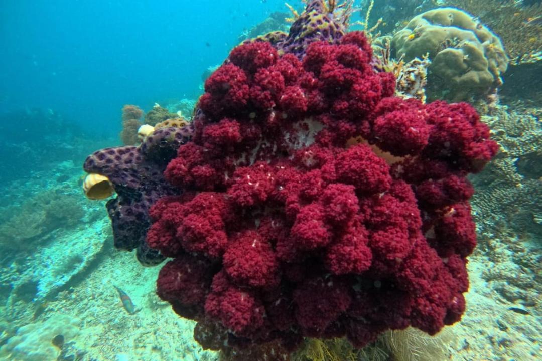 Photo of Others in Pulau Fam