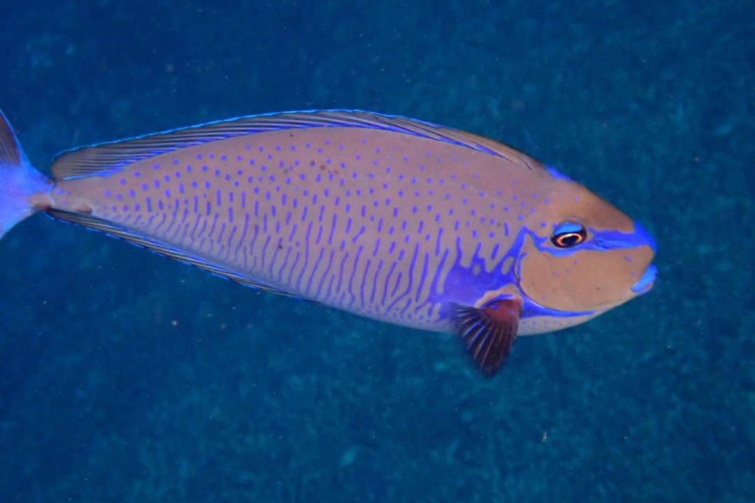 Photo of Others in Mansuar Island
