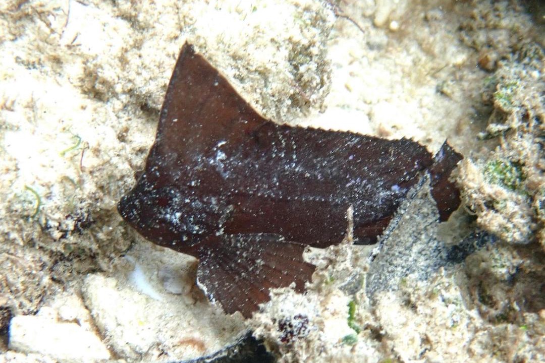 Photo of Others in Mansuar Island
