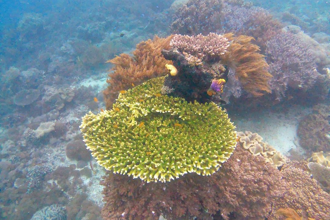 Photo of Others in Manyaifun