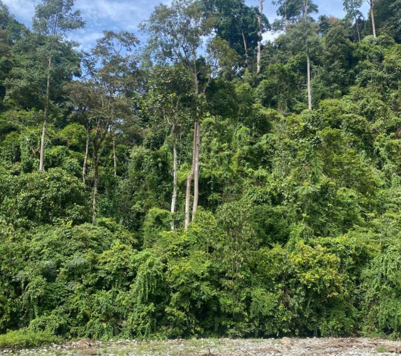 Photo of Others in Bukit Lawang