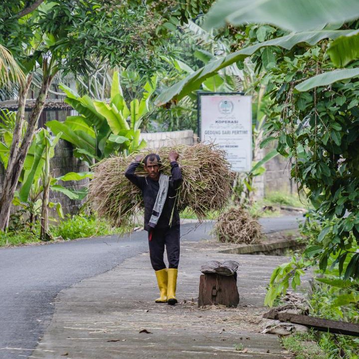 Photo of Others in Medewi