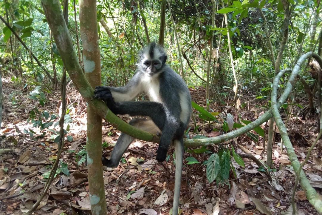 Photo of Others in Bukit Lawang