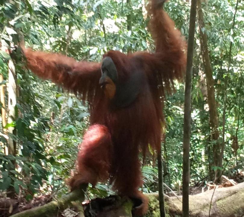 Photo of Others in Bukit Lawang