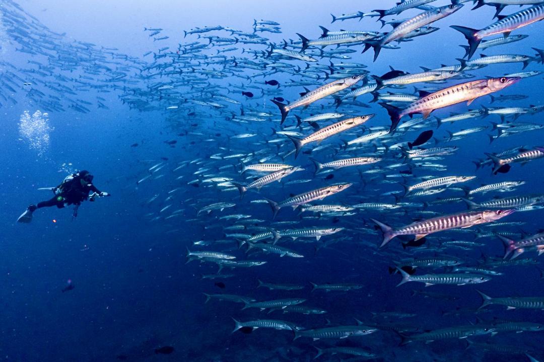 Photo of Others in Pulau Unauna