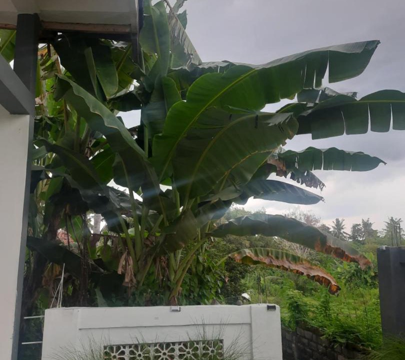 Photo of Others in Pulukan