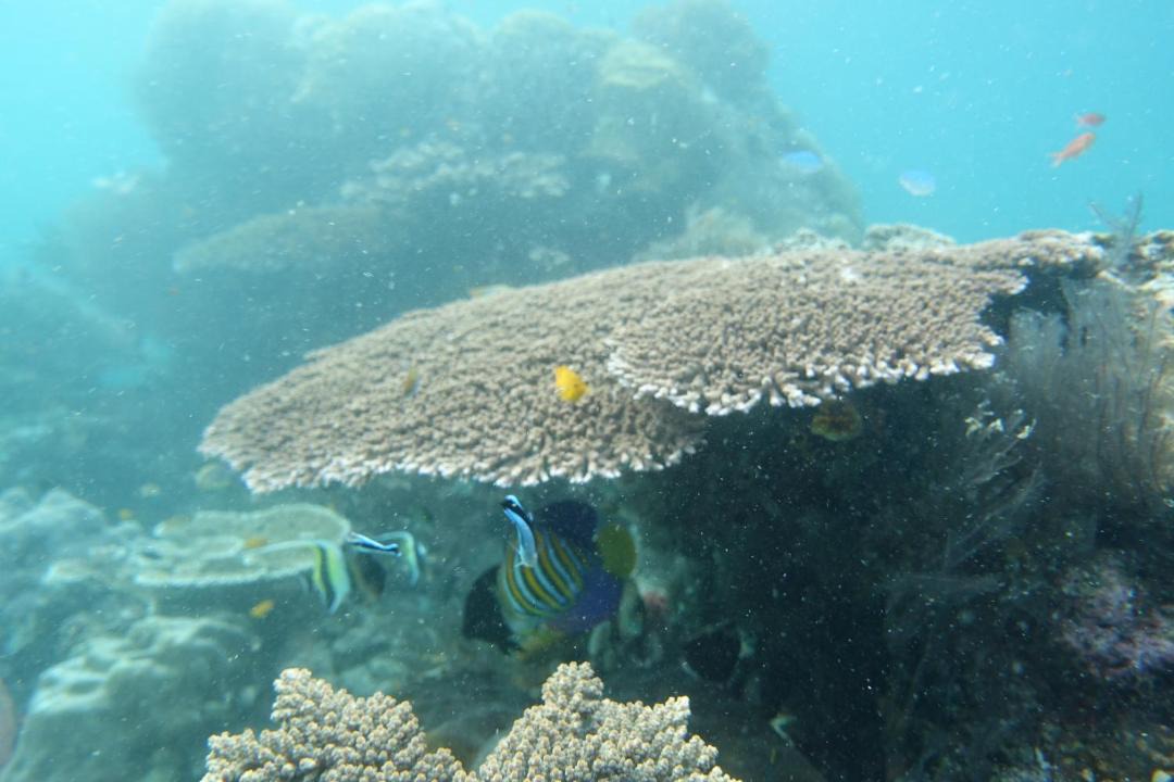 Photo of Others in Manyaifun