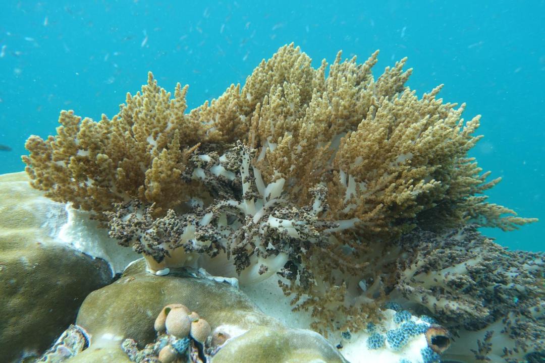 Photo of Others in Manyaifun