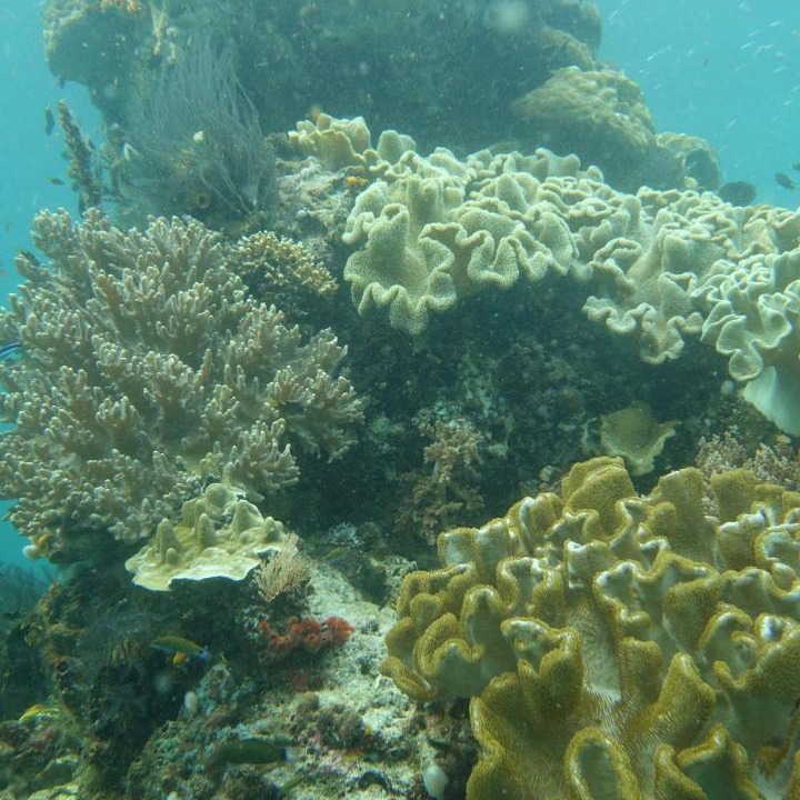 Photo of Others in Manyaifun