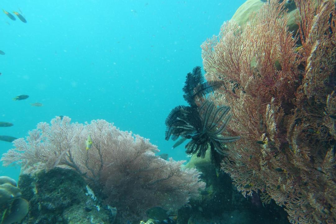 Photo of Others in Manyaifun