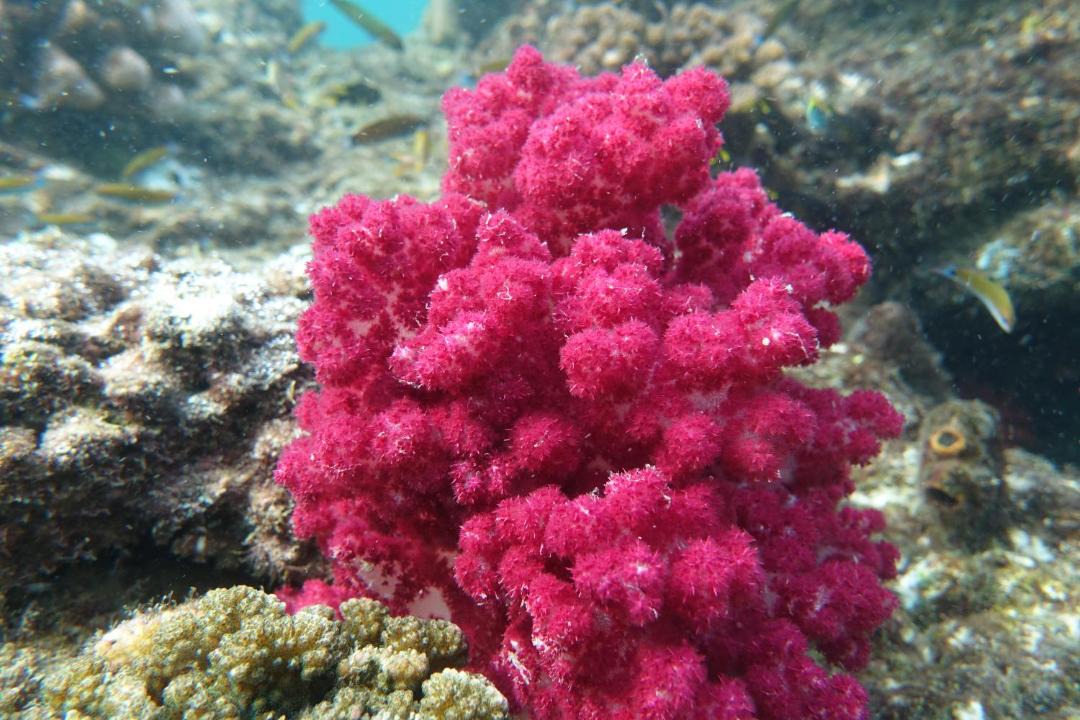 Photo of Others in Manyaifun