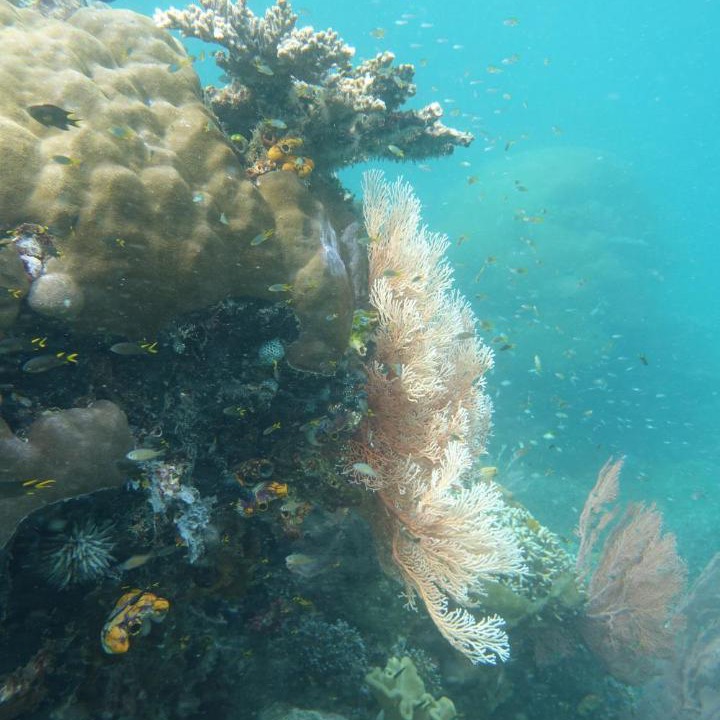 Photo of Others in Manyaifun