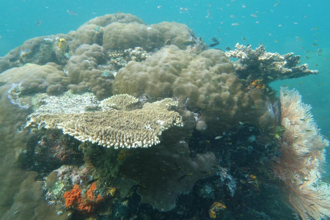 Photo of Others in Manyaifun