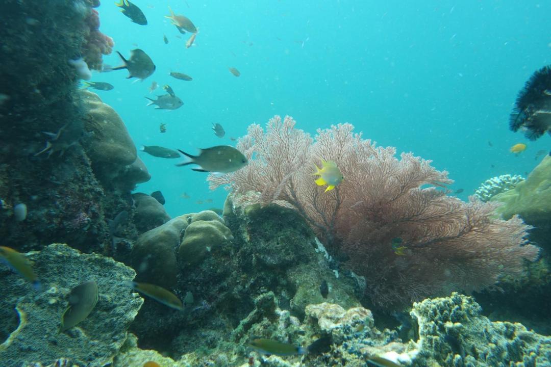 Photo of Others in Manyaifun