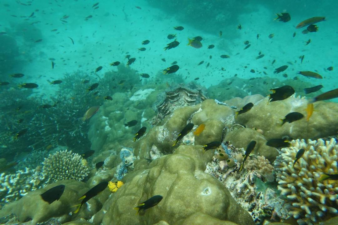 Photo of Others in Manyaifun