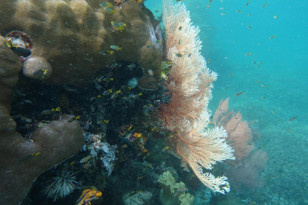 Photo of Others in Manyaifun