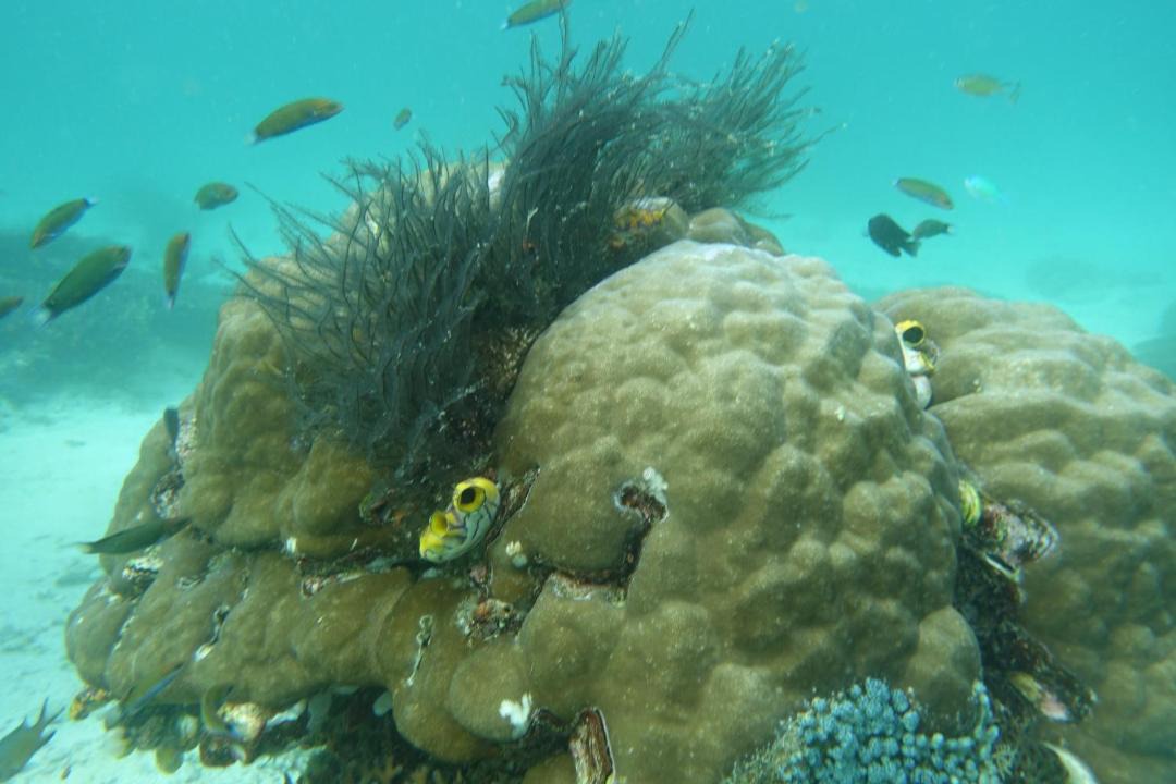 Photo of Others in Manyaifun