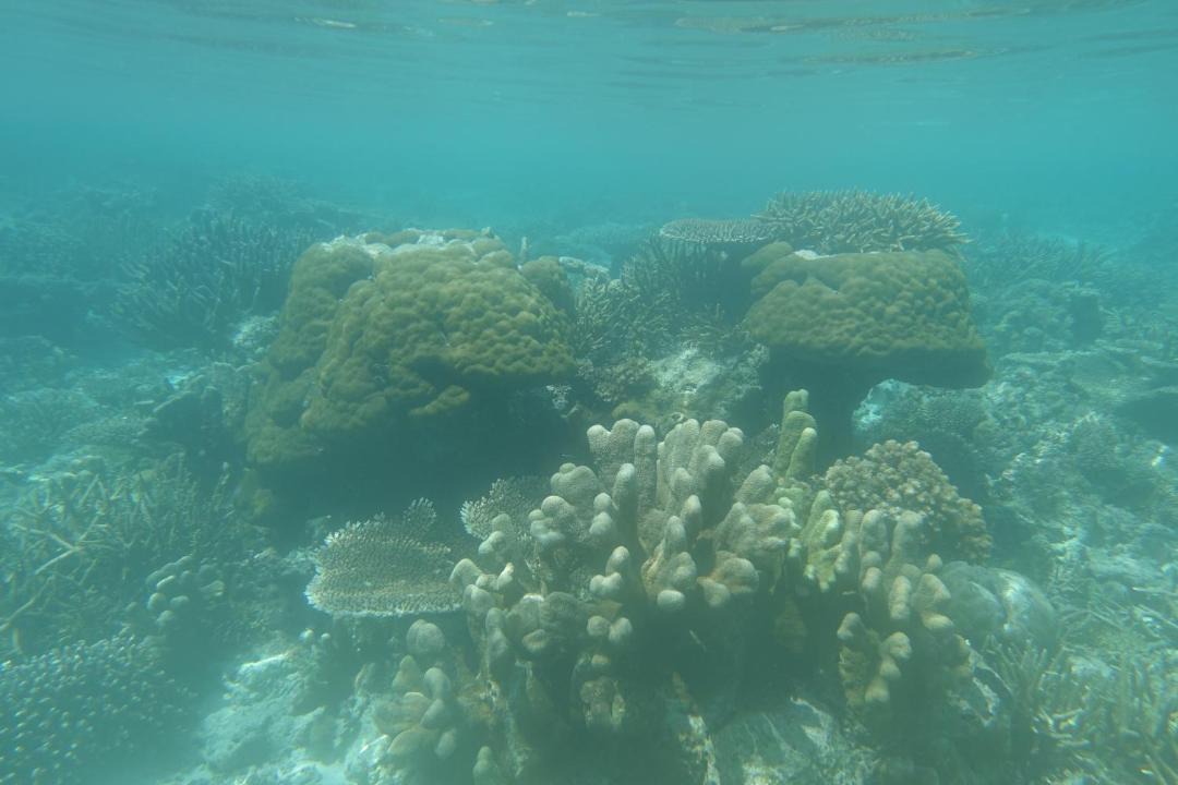 Photo of Others in Raja Ampat