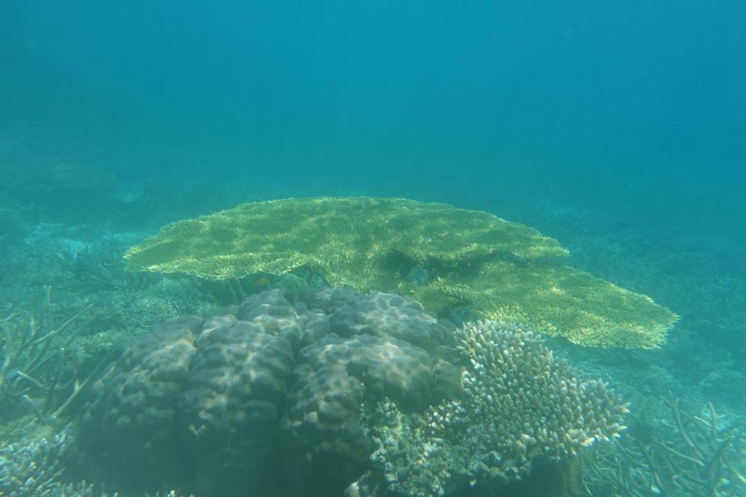 Photo of Others in Raja Ampat