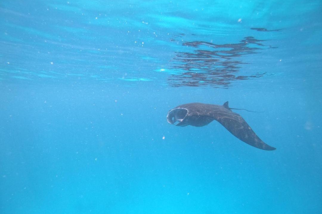 Photo of Others in Raja Ampat