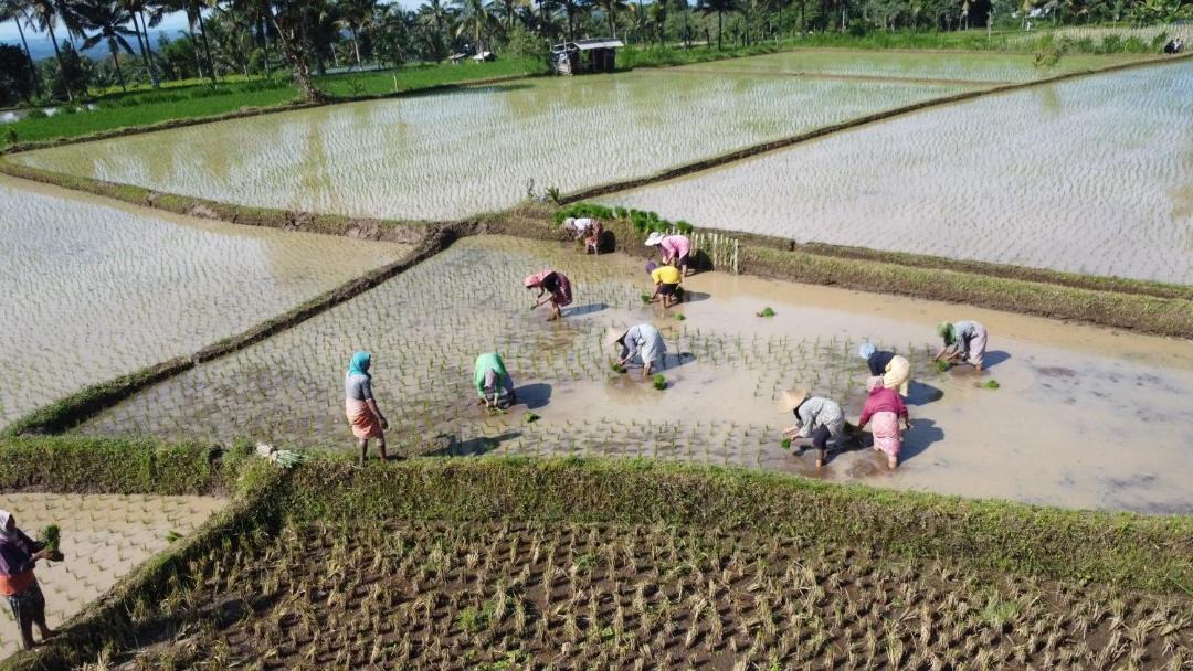 Photo of Others in Tetebatu